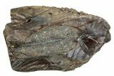 Fossil Dinosaur (Triceratops) Shed Tooth - Montana #288096-1